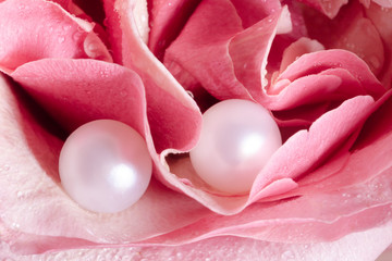 white pearl earrings on the tender petals of rose bud