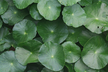 Asiatic leaves pattern background