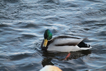 birds in winter day