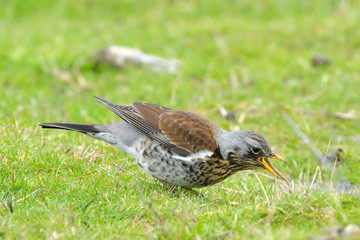 Fieldfare on green grass