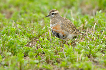 Eurasian Dotterel on green grass