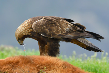 Golden Eagle feeding from a carcass