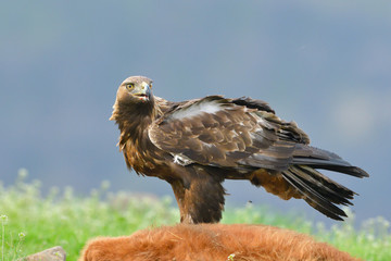 Golden Eagle feeding from a carcass