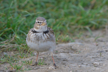 Calandra lark on the ground