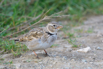 Calandra lark on the ground