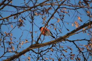 birds in winter day
