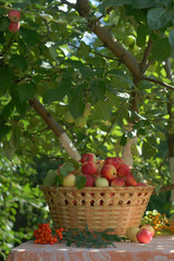 still life in a garden with a basket full of apples