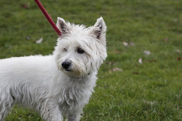 west highland white terrier