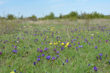 Spring field with pygmy irises flowers © Iliuta