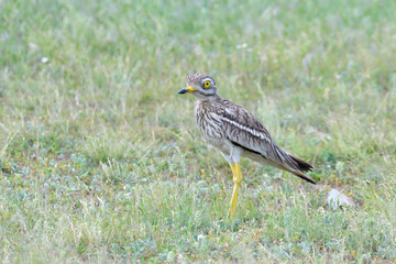 stone curlew on a steppe habitat