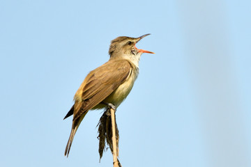 Great reed warbler on a reed stick
