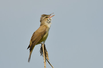 Great reed warbler on a reed stick