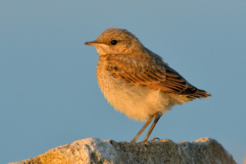 Northern wheatear chick on a rock