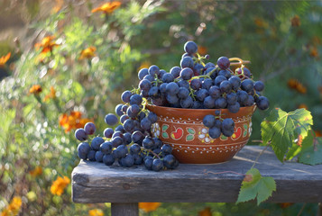 still life in a garden  with grapes in a bowl lit by the setting sun