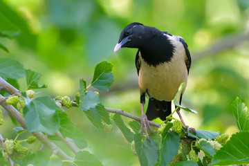 Rosy starling (pastor roseus)