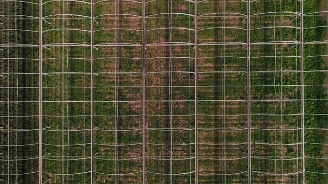 Drone camera moves from left to right, flies over perfect symmetrical and visually appealing agricultural structures and green houses irrigated with vegetables or fruits. Water usage for agriculture