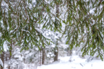 igły sosnowe © Kamil_k2p