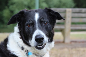 portrait of a dog