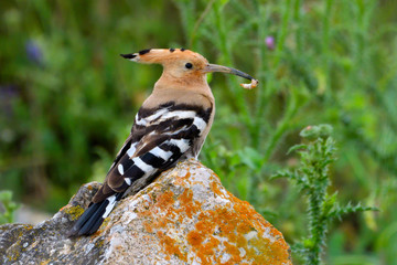 Hoopoe (Upupa epops) on a rock