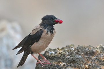 Rosy starling (Pastor roseus)