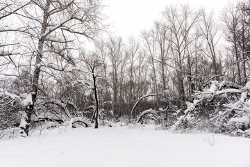 Fototapeta na wymiar Snow covered trees standing on the edge of the forest