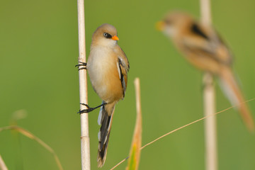 Bearded Reedling (Panurus biarmicus)