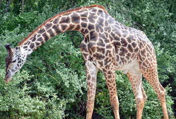 Large adult male giraffe with neck bent down, big black eyes, long brown and black nobs on head,...