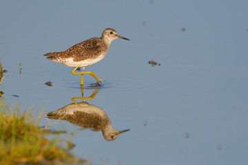 Wood Sandpiper (Tringa glareola)