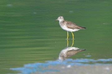 Wood Sandpiper (Tringa glareola)