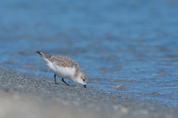 Sanderling