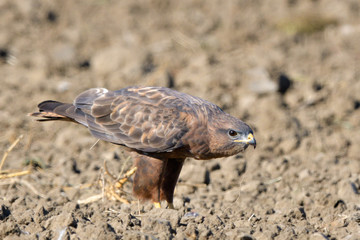 Steppe Buzzard (Buteo vulpinus)