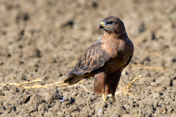 Steppe Buzzard (Buteo vulpinus)