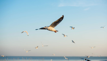 Fototapeta na wymiar Seagulls fly over the cold light