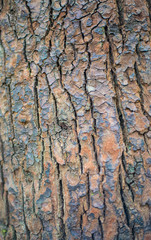 Textures and patterns, abstract cracks that are natural to the t