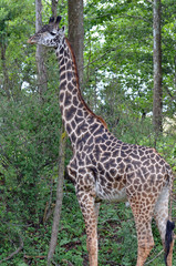Large adult male giraffe standing tall with big black eyes, long brown and black nobs on head, black and chestnut starburst spots, and long black tassle tail standing before a thick forest background.