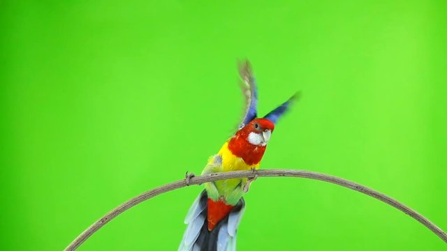 slow motion. Rosella the parrot flaps its wings on a green screen.