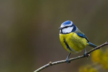 Garden springtime blue tit