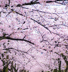 Many Sakura cherry blossoms branch against white isolate sky background on sunny day, focus soft  pink full bloom sakura , pink  flower background in spring, Japan.
