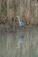 Grey heron with water reflection