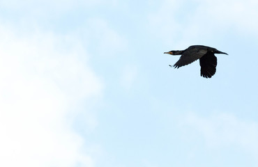 Flying cormorant