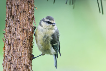 Baby blue tit portrait