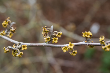 Witch Hazel Flower Petals in Winter