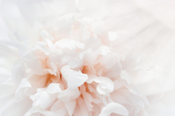 Petals of flower filled with light. Romance flowery background cream colored. Selective focus.