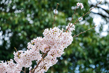 Soft close up pink sakura cherry blossoms branches in front of green forest background  Cherry blossom, sakura blooming in Japan