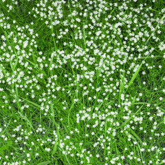 Small white flowers in field on  green grass background. Soft focus.