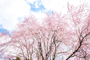Sakura cherry blossoms branches against white isolated sky background, sunshine to sakura branches look warm to soft pink color in spring season in morning ,Japan.