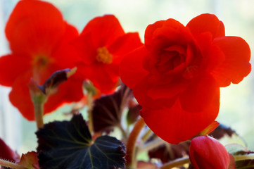 begonia is red