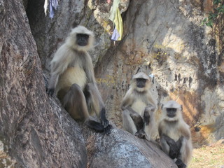 In India & Nepal