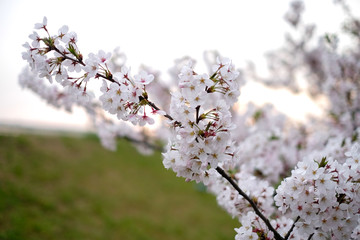 cherry blossom or sakura flower in springtime. beautiful pink flowers.and sun flare.