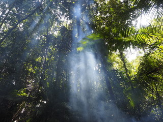 morning in the forest © shin3tky